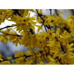 Vårguld 'Lynwood' Forsythia Intermedia 'Lynwood' Barrods,- 2 års (0/2) 50-80 Cm. -Osmosite Butik fi14870 forsythia intermedia lynwood 476a