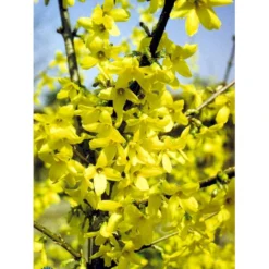 Vårguld 'Lynwood' Forsythia Intermedia 'Lynwood' Barrods,- 2 års (0/2) 50-80 Cm. -Osmosite Butik fi14870 forsythia intermedia lynwood 5caa