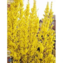 Vårguld 'Lynwood' Forsythia Intermedia 'Lynwood' Barrods,- 2 års (0/2) 50-80 Cm. -Osmosite Butik fi14870 forsythia intermedia lynwood 8bb7