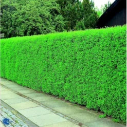 Liguster 'Atrovirens Select' Ligustrum Vulgare 'Atrovirens Select' Potte 4,0 Liter,- 50-60 Cm. -Osmosite Butik fi15450 ligustrum vulgare atrovirens select fb7a 1