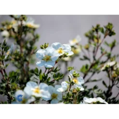 Hvid Buskpotentil 'Abbotswood' Potentilla Fruticosa 'Abbotswood' Plug + 2 års, 30-50 Cm. -Osmosite Butik fi15797 potentilla fruticosa abbotswood c98a