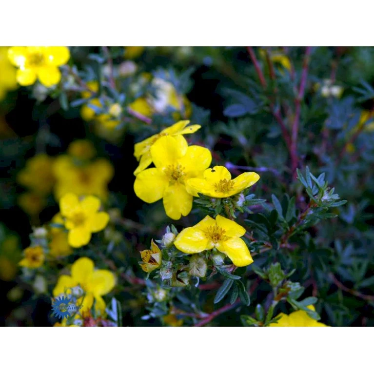 Gul Buskpotentil 'Goldfinger' Potentilla Fruticosa 'Goldfinger' Plug + 2 års, 30-50 Cm. 8 Gul Buskpotentil 'Goldfinger' Potentilla Fruticosa 'Goldfinger' Plug + 2 års, 30-50 Cm. - Billede 8