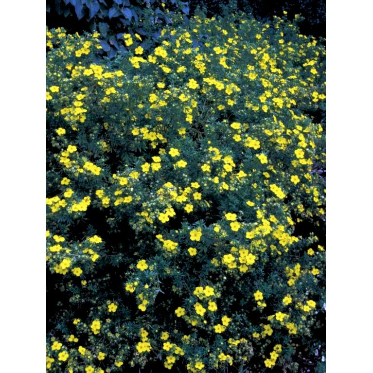Gul Buskpotentil 'Goldfinger' Potentilla Fruticosa 'Goldfinger' Plug + 2 års, 30-50 Cm. 10 Gul Buskpotentil 'Goldfinger' Potentilla Fruticosa 'Goldfinger' Plug + 2 års, 30-50 Cm. - Billede 10
