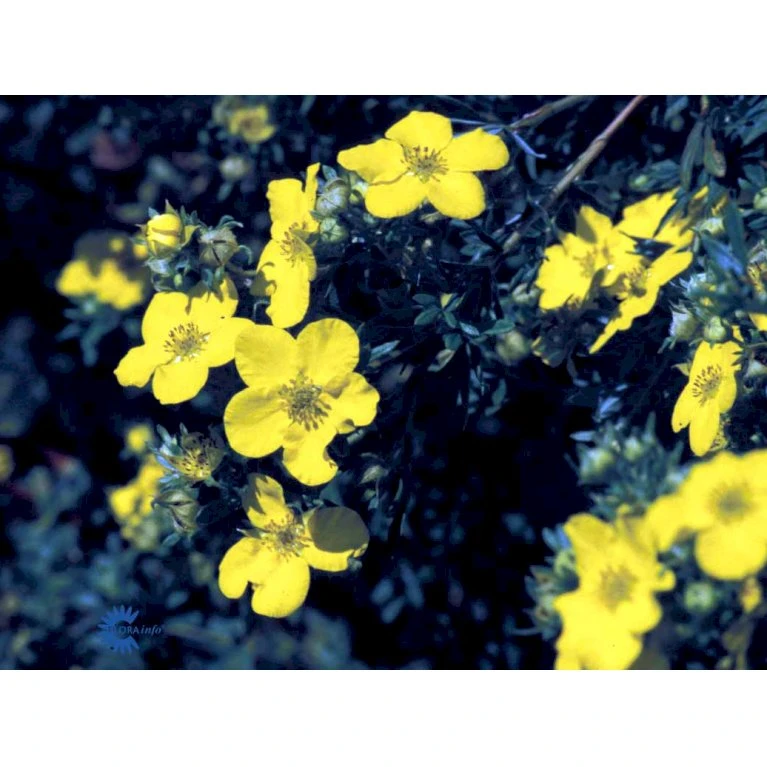 Gul Buskpotentil 'Goldfinger' Potentilla Fruticosa 'Goldfinger' Plug + 2 års, 30-50 Cm. 9 Gul Buskpotentil 'Goldfinger' Potentilla Fruticosa 'Goldfinger' Plug + 2 års, 30-50 Cm. - Billede 9