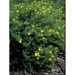 Gul Lav Buskpotentil 'Kobold' Potentilla Fruticosa 'Kobold' Plug + 2 år, 15-30 Cm. -Osmosite Butik fi15822 potentilla fruticosa kobold 5b68