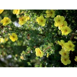 Gul Lav Buskpotentil 'Kobold' Potentilla Fruticosa 'Kobold' Plug + 2 år, 15-30 Cm. -Osmosite Butik fi15822 potentilla fruticosa kobold 7dd1