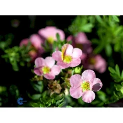 Pink Buskpotentil 'Lovely Pink' Potentilla Fruticosa 'Lovely Pink' Plug + 2 års, 20-40 Cm. 15 Pink Buskpotentil 'Lovely Pink' Potentilla Fruticosa 'Lovely Pink' Plug + 2 års, 20-40 Cm. -Osmosite Butik fi15836 potentilla fruticosa pink beauty 6d2f