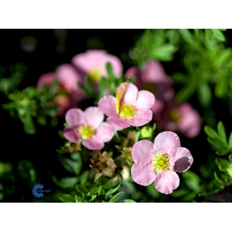 Pink Buskpotentil 'Lovely Pink' Potentilla Fruticosa 'Lovely Pink' Plug + 2 års, 20-40 Cm. 6 Pink Buskpotentil 'Lovely Pink' Potentilla Fruticosa 'Lovely Pink' Plug + 2 års, 20-40 Cm. - Billede 6