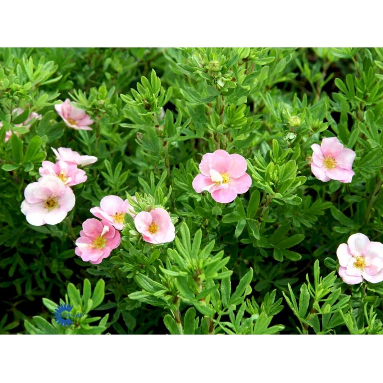 Pink Buskpotentil 'Lovely Pink' Potentilla Fruticosa 'Lovely Pink' Plug + 2 års, 20-40 Cm. 7 Pink Buskpotentil 'Lovely Pink' Potentilla Fruticosa 'Lovely Pink' Plug + 2 års, 20-40 Cm. - Billede 7