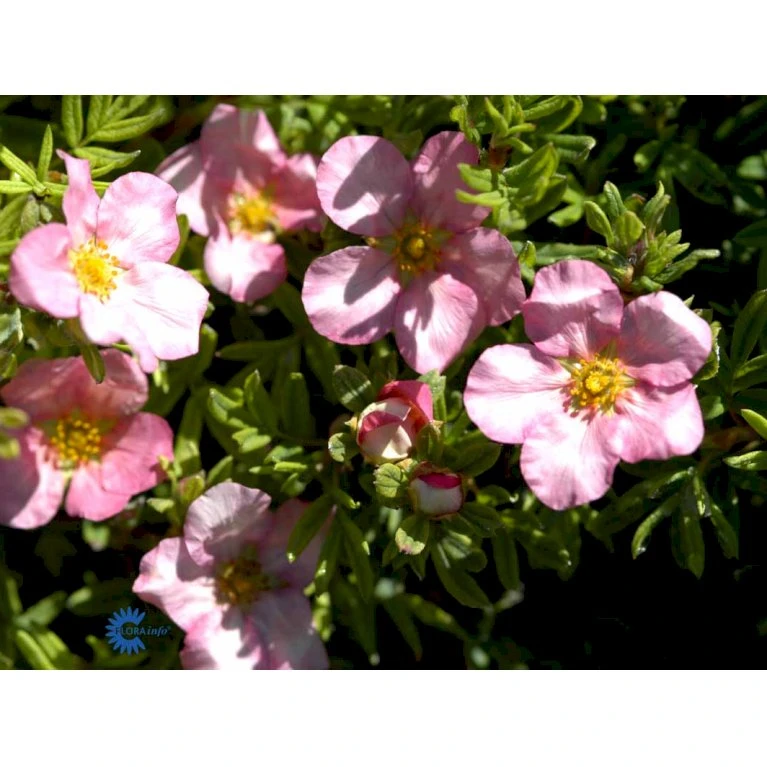 Pink Buskpotentil 'Lovely Pink' Potentilla Fruticosa 'Lovely Pink' Plug + 2 års, 20-40 Cm. 8 Pink Buskpotentil 'Lovely Pink' Potentilla Fruticosa 'Lovely Pink' Plug + 2 års, 20-40 Cm. - Billede 8
