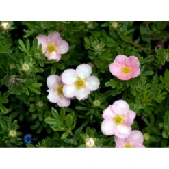Pink Buskpotentil 'Lovely Pink' Potentilla Fruticosa 'Lovely Pink' Plug + 2 års, 20-40 Cm. 18 Pink Buskpotentil 'Lovely Pink' Potentilla Fruticosa 'Lovely Pink' Plug + 2 års, 20-40 Cm. -Osmosite Butik fi15836 potentilla fruticosa pink beauty c020