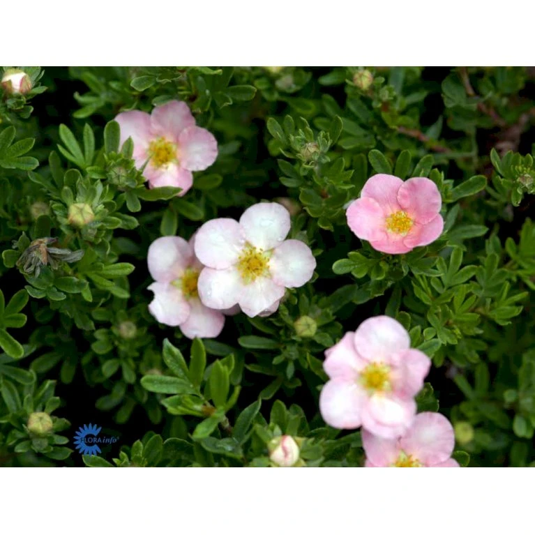 Pink Buskpotentil 'Lovely Pink' Potentilla Fruticosa 'Lovely Pink' Plug + 2 års, 20-40 Cm. 9 Pink Buskpotentil 'Lovely Pink' Potentilla Fruticosa 'Lovely Pink' Plug + 2 års, 20-40 Cm. - Billede 9