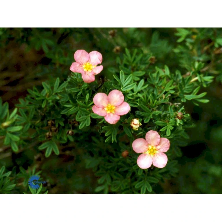 Pink Buskpotentil 'Lovely Pink' Potentilla Fruticosa 'Lovely Pink' Plug + 2 års, 20-40 Cm. 10 Pink Buskpotentil 'Lovely Pink' Potentilla Fruticosa 'Lovely Pink' Plug + 2 års, 20-40 Cm. - Billede 10