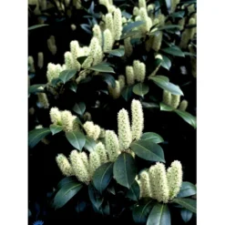 Kirsebærlaurbær 'Caucasica' Prunus Laurocerasus 'Caucasica' Med Klump,- 125-150 Cm. 5 Kirsebærlaurbær 'Caucasica' Prunus Laurocerasus 'Caucasica' Med Klump,- 125-150 Cm. -Osmosite Butik fi15868 prunus laurocerasus caucasica 0755