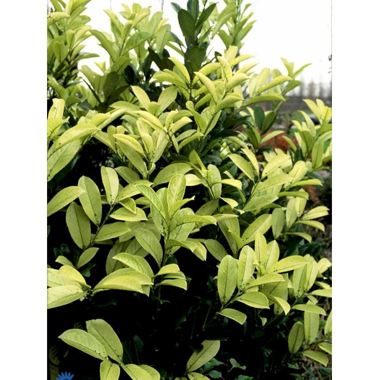 Hæk-Kirsebærlaurbær 'Rotundifolia' Prunus Laurocerasus 'Rotundifolia' Potte 10 Liter,- 100-125 Cm. 5 Hæk-Kirsebærlaurbær 'Rotundifolia' Prunus Laurocerasus 'Rotundifolia' Potte 10 Liter,- 100-125 Cm. - Billede 5