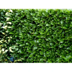 Hæk-Kirsebærlaurbær 'Rotundifolia' Prunus Laurocerasus 'Rotundifolia' Potte 10 Liter,- 100-125 Cm. 11 Hæk-Kirsebærlaurbær 'Rotundifolia' Prunus Laurocerasus 'Rotundifolia' Potte 10 Liter,- 100-125 Cm. -Osmosite Butik fi15894 prunus laurocerasus rotundifolia de35