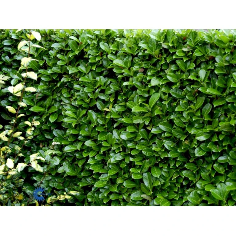 Hæk-Kirsebærlaurbær 'Rotundifolia' Prunus Laurocerasus 'Rotundifolia' Potte 10 Liter,- 100-125 Cm. 6 Hæk-Kirsebærlaurbær 'Rotundifolia' Prunus Laurocerasus 'Rotundifolia' Potte 10 Liter,- 100-125 Cm. - Billede 6