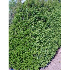 Portugisisk Laurbærkirsebær Prunus Lusitanica 'Angustifolia' Potte 5,0 Liter,- 60-80 Cm. -Osmosite Butik fi15901 prunus lusitanica angustifolia 2366
