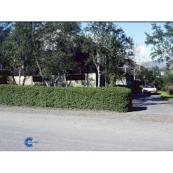 Fjeldribs Ribes Alpinum Barrods,- 4 års (2/2) 30-60 Cm. -Osmosite Butik fi16024 ribes alpinum 423e