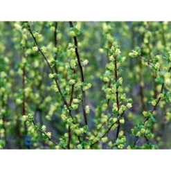 Fjeldribs Ribes Alpinum Barrods,- 4 års (2/2) 30-60 Cm. -Osmosite Butik fi16024 ribes alpinum 586c