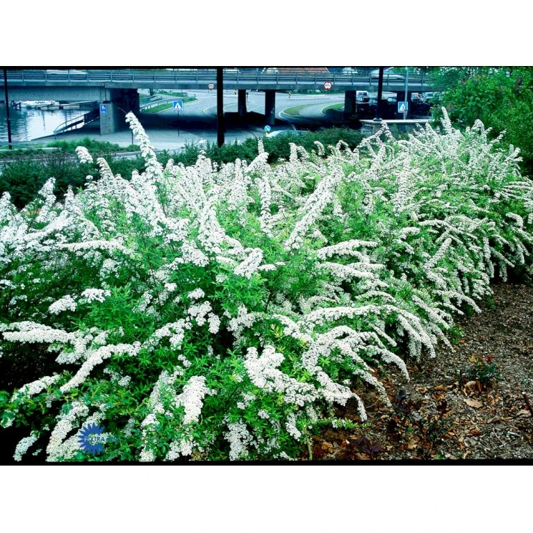 Snedrivebusk 'Grefsheim' Spiraea Cinerea 'Grefsheim' Med Klump,- 125-150 Cm. 4 Snedrivebusk 'Grefsheim' Spiraea Cinerea 'Grefsheim' Med Klump,- 125-150 Cm. - Billede 4