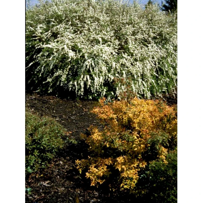 Snedrivebusk 'Grefsheim' Spiraea Cinerea 'Grefsheim' Med Klump,- 125-150 Cm. 5 Snedrivebusk 'Grefsheim' Spiraea Cinerea 'Grefsheim' Med Klump,- 125-150 Cm. - Billede 5