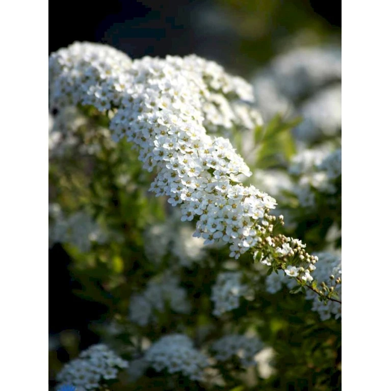 Snedrivebusk 'Grefsheim' Spiraea Cinerea 'Grefsheim' Med Klump,- 125-150 Cm. 3 Snedrivebusk 'Grefsheim' Spiraea Cinerea 'Grefsheim' Med Klump,- 125-150 Cm. - Billede 3