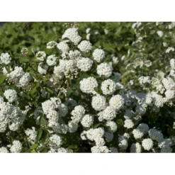 Buketspiræa Spiraea X Vanhouttei Plug + 2 års, 50-80 Cm. -Osmosite Butik fi16300 spiraea vanhouttei c37c