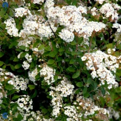 Buketspiræa Spiraea X Vanhouttei Plug + 2 års, 50-80 Cm. -Osmosite Butik fi16300 spiraea vanhouttei c4a8