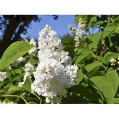 Almindelig Syren Hvid Syringa Vulgaris Alba 5 Liter Potte 11 Almindelig Syren Hvid Syringa Vulgaris Alba 5 Liter Potte -Osmosite Butik fi16414 syringa vulgaris alba d37b