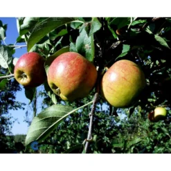 Æble 'Elstar/Elshof' Malus X 'Elstar/elshof' Træ Med Sidegrene,- Stammeomkreds 8-10 Cm. Med Klump -Osmosite Butik fi179 malus domestica elstar 6ab2