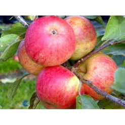 Æble 'Elstar/Elshof' Malus X 'Elstar/elshof' Træ Med Sidegrene,- Stammeomkreds 8-10 Cm. Med Klump -Osmosite Butik fi179 malus domestica elstar 6c30