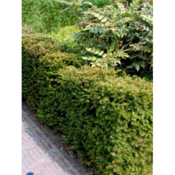 Almindelig Taks Taxus Baccata Med Klump,- 40-50 Cm. -Osmosite Butik fi1817 taxus baccata 11ed