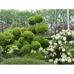 Almindelig Taks Taxus Baccata Med Klump,- 40-50 Cm. -Osmosite Butik fi1817 taxus baccata 1b82