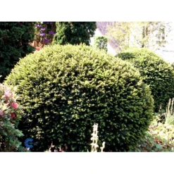 Almindelig Taks Taxus Baccata Med Klump,- 40-50 Cm. -Osmosite Butik fi1817 taxus baccata 70a0