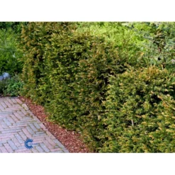 Almindelig Taks Taxus Baccata Med Klump,- 40-50 Cm. -Osmosite Butik fi1817 taxus baccata bfe9