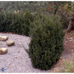 Taks 'Hillii' Taxus Media 'Hillii' Med Klump,- 100-120 Cm. 9 Taks 'Hillii' Taxus Media 'Hillii' Med Klump,- 100-120 Cm. -Osmosite Butik fi1884 taxus media hillii 9eec