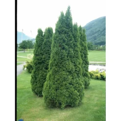 Hækthuja 'Holmstrup' Thuja Occidentalis 'Holmstrup' Med Klump,- 60-80 Cm. 14 Hækthuja 'Holmstrup' Thuja Occidentalis 'Holmstrup' Med Klump,- 60-80 Cm. -Osmosite Butik fi1916 thuja occidentalis holmstrup 28bc