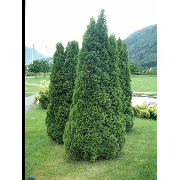 Hækthuja 'Holmstrup' Thuja Occidentalis 'Holmstrup' Med Klump,- 60-80 Cm. 7 Hækthuja 'Holmstrup' Thuja Occidentalis 'Holmstrup' Med Klump,- 60-80 Cm. - Billede 7
