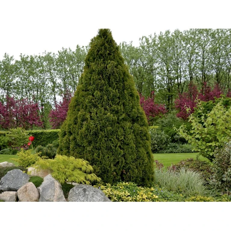 Hækthuja 'Holmstrup' Thuja Occidentalis 'Holmstrup' Med Klump,- 60-80 Cm. 6 Hækthuja 'Holmstrup' Thuja Occidentalis 'Holmstrup' Med Klump,- 60-80 Cm. - Billede 6