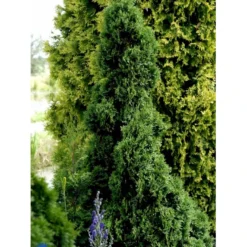 Hækthuja 'Holmstrup' Thuja Occidentalis 'Holmstrup' Med Klump,- 60-80 Cm. 15 Hækthuja 'Holmstrup' Thuja Occidentalis 'Holmstrup' Med Klump,- 60-80 Cm. -Osmosite Butik fi1916 thuja occidentalis holmstrup 9c06