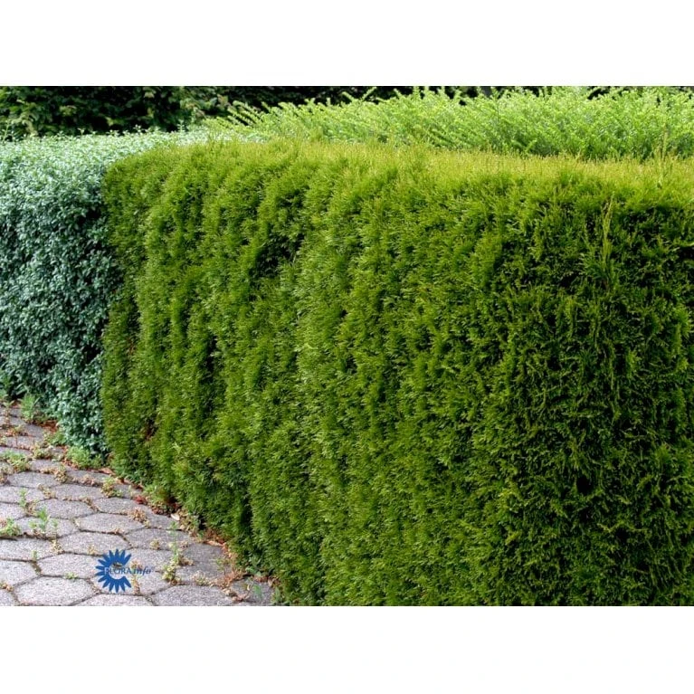 Hækthuja 'Smaragd' Thuja Occidentalis 'Smaragd' Med Klump, - 80-100 Cm 6 Hækthuja 'Smaragd' Thuja Occidentalis 'Smaragd' Med Klump, - 80-100 Cm - Billede 6