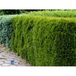 Hækthuja 'Smaragd' Thuja Occidentalis 'Smaragd' Med Klump,- 150-175 Cm. -Osmosite Butik fi1932 thuja occidentalis smaragd 2540