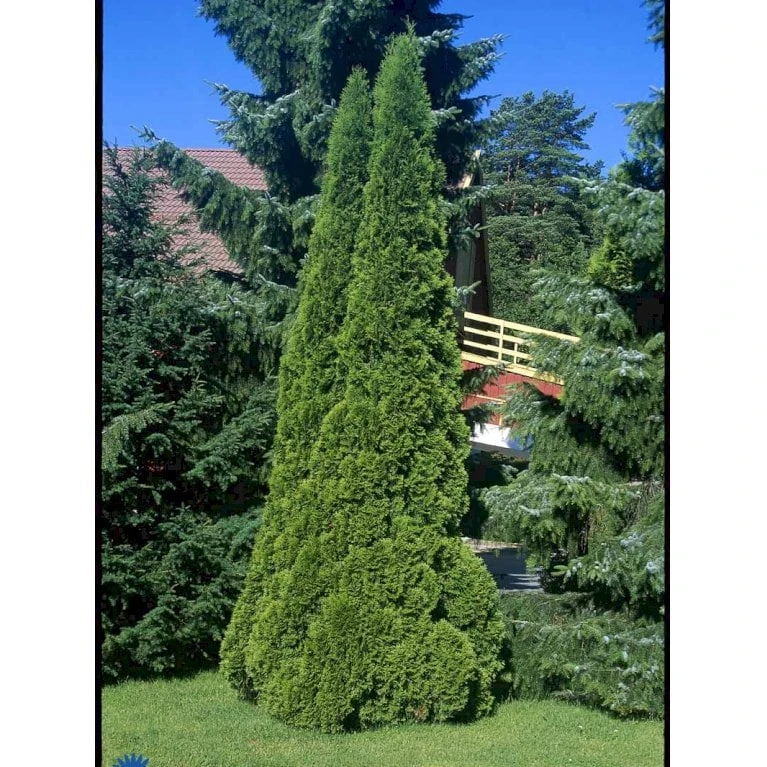 Hækthuja 'Smaragd' Thuja Occidentalis 'Smaragd' Med Klump, - 80-100 Cm 5 Hækthuja 'Smaragd' Thuja Occidentalis 'Smaragd' Med Klump, - 80-100 Cm - Billede 5