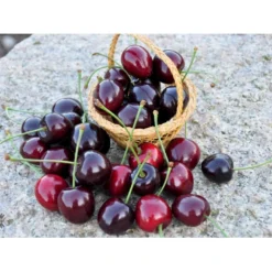 Sød Kirsebær 'Kordia' - Kræver Bestøver Prunus X 'Kordia' - Kræver Bestøver 4-8 Grene, 130-170 Cm. 10 Liter Potte (Colt) -Osmosite Butik fi308 prunus avium kordia b26e