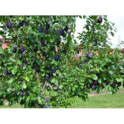 Blomme 'Valor' Prunus Domestica 'Valor' 4-8 Grene, 130-170 Cm. 10 Liter Potte. (S.J.A.) -Osmosite Butik fi363 prunus domestica valor e428