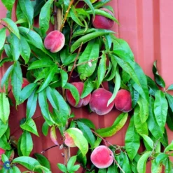 Ferskenmandel Prunus Amygdalus-persica 5 Liter Potte -Osmosite Butik fi380 prunus persica benedicte b96c