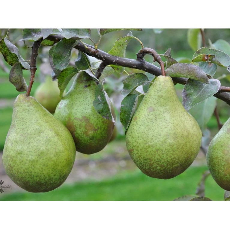 Pære 'Katrine' Pyrus Communis 'Katrine' 4-8 Grene. 120-160 Cm. Potte, (Kvæde A) 1 Pære 'Katrine' Pyrus Communis 'Katrine' 4-8 Grene. 120-160 Cm. Potte, (Kvæde A)