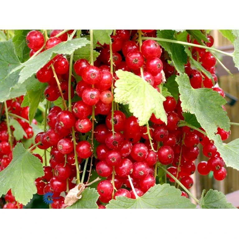 Ribs 'Jonkheer Van Tets' Ribes Rubrum 'Jonkheer Van Tets' Barrods,- 4-8 Grene 4 Ribs 'Jonkheer Van Tets' Ribes Rubrum 'Jonkheer Van Tets' Barrods,- 4-8 Grene - Billede 4