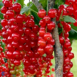 Ribs 'Rolan' Ribes Rubrum 'Rolan' 3,5 Liter Potte 7 Ribs 'Rolan' Ribes Rubrum 'Rolan' 3,5 Liter Potte -Osmosite Butik fi460 ribes rubrum rolan eb59